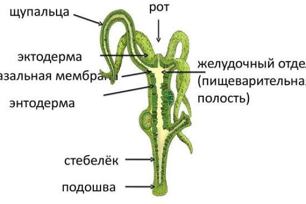 Зеркало kraken krakens16