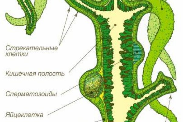 Kraken маркетплейс