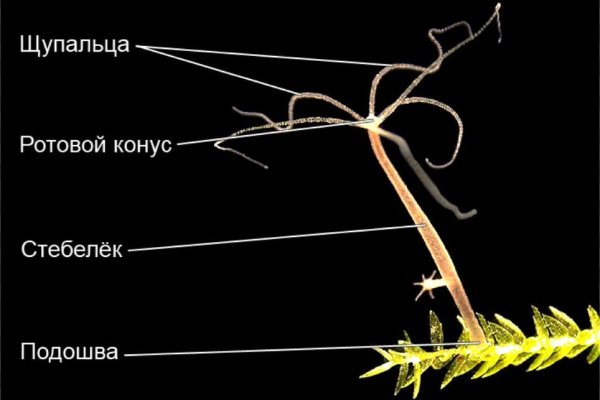 Кракен сайт 2krnk